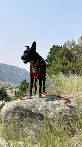 Smiling brindle dog surrounded by rock outcroppings near pet friendly Cody, WY