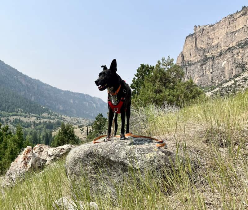 Smiling brindle dog surrounded by rock outcroppings near pet friendly Cody, WY