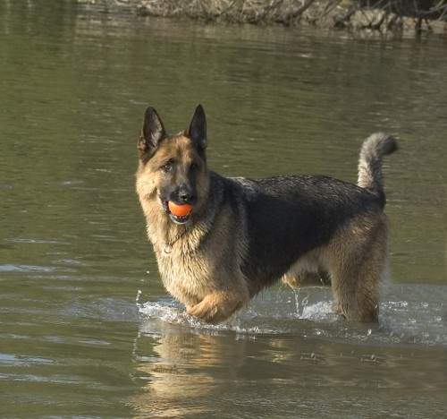 Tips For Teaching Your Dog To Swim - Expert Advice for Dog Owners