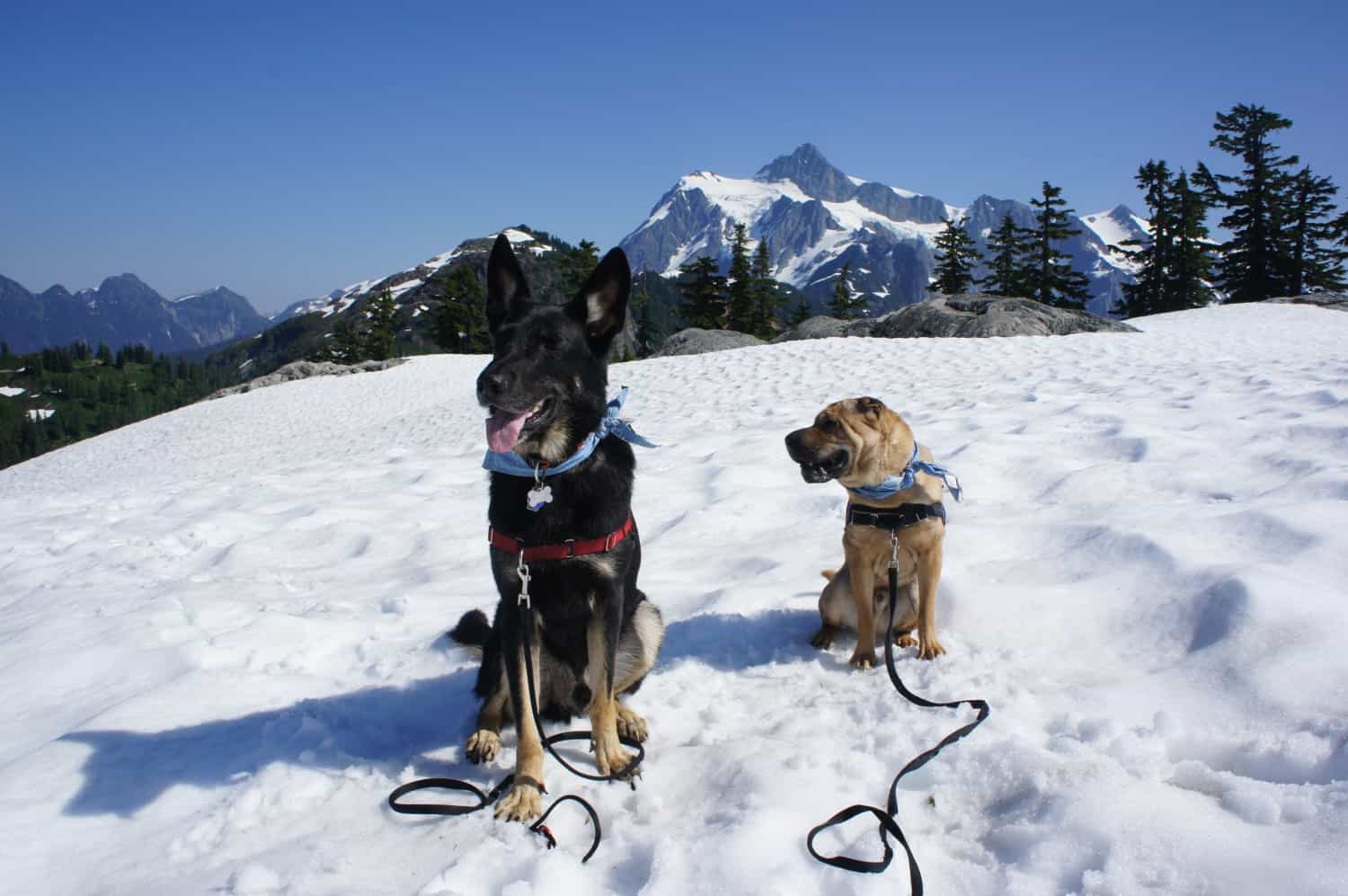 Dog Friendly Hiking at Mount Baker