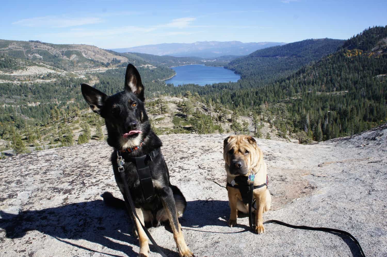 Pet Friendly Day Trips from Lake Tahoe