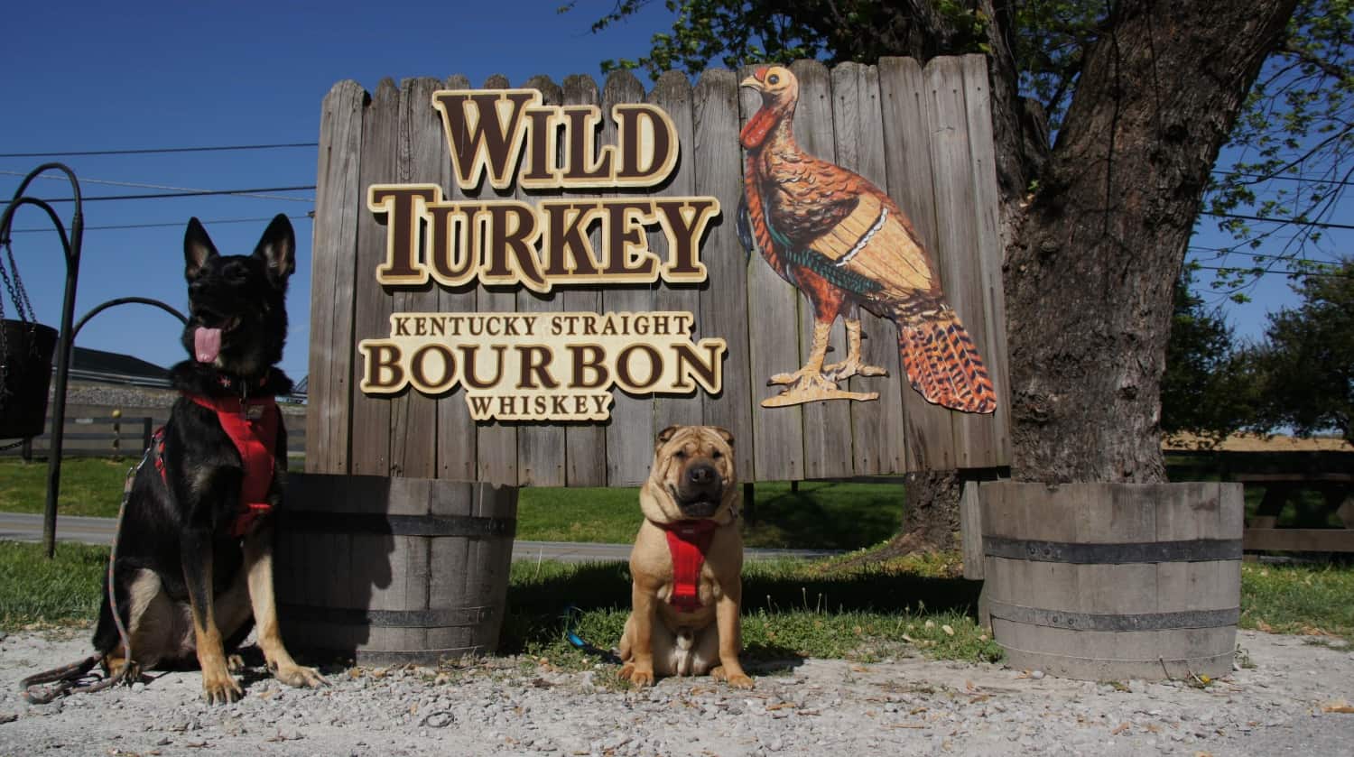 Barking Along Kentucky's Bourbon Trail