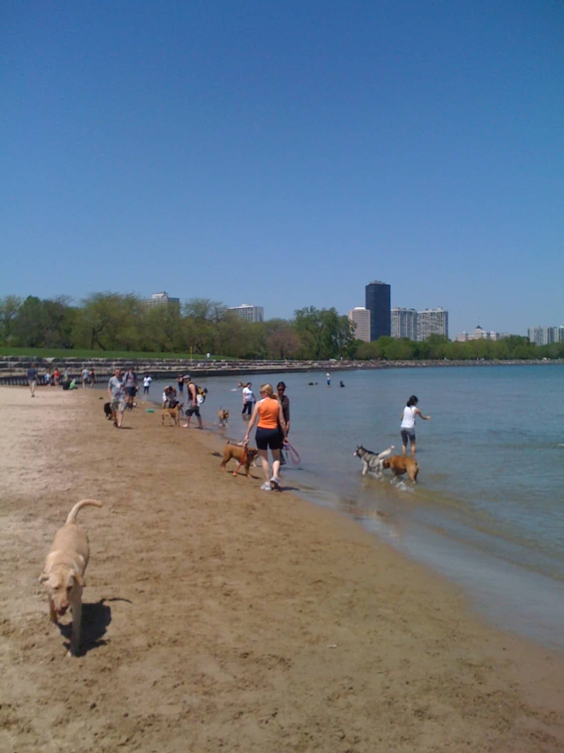 Top 5 Places To Take Your Dog In Chicago