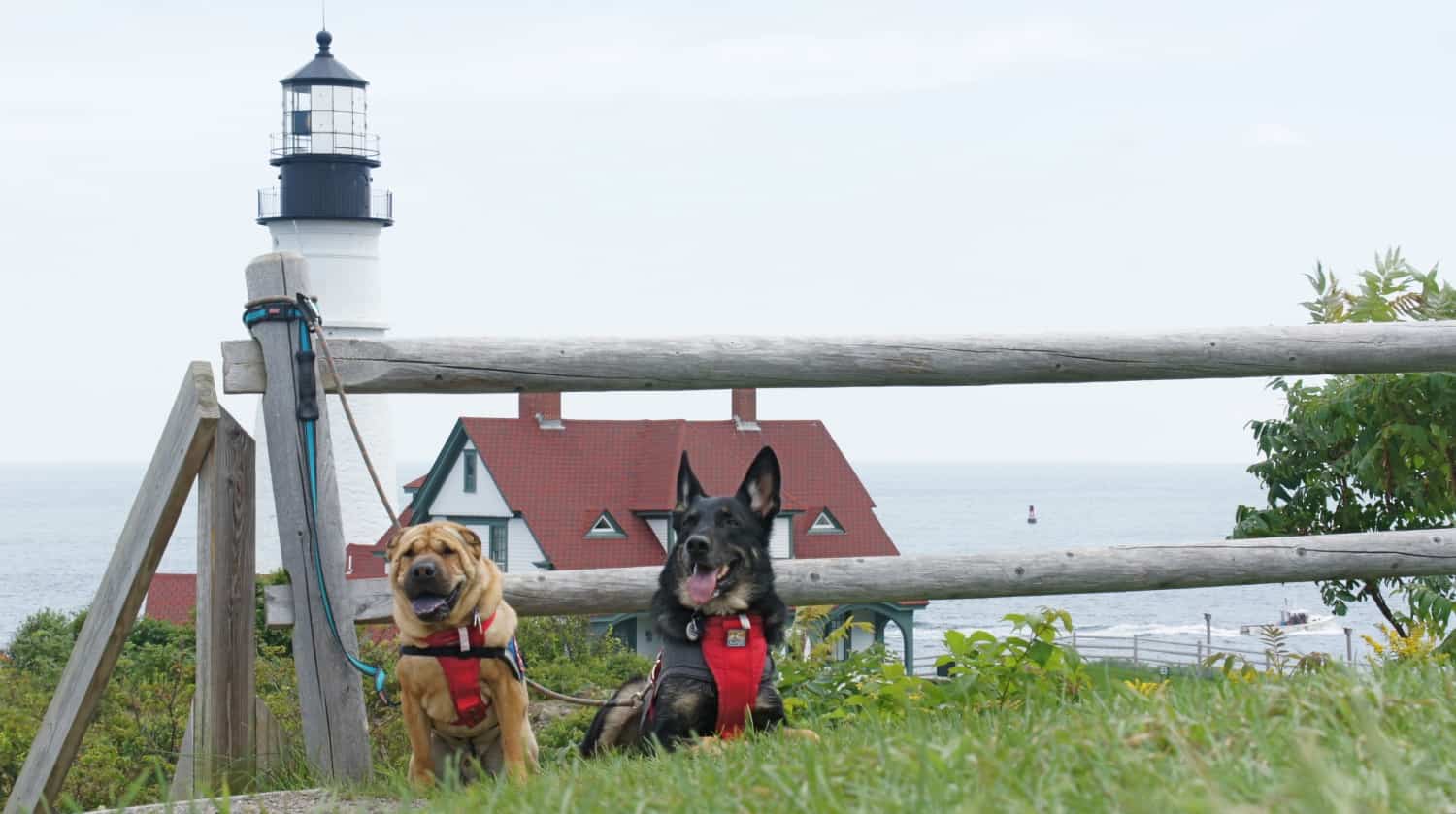 Pups In Portland: A Dog Friendly Visit to Maine