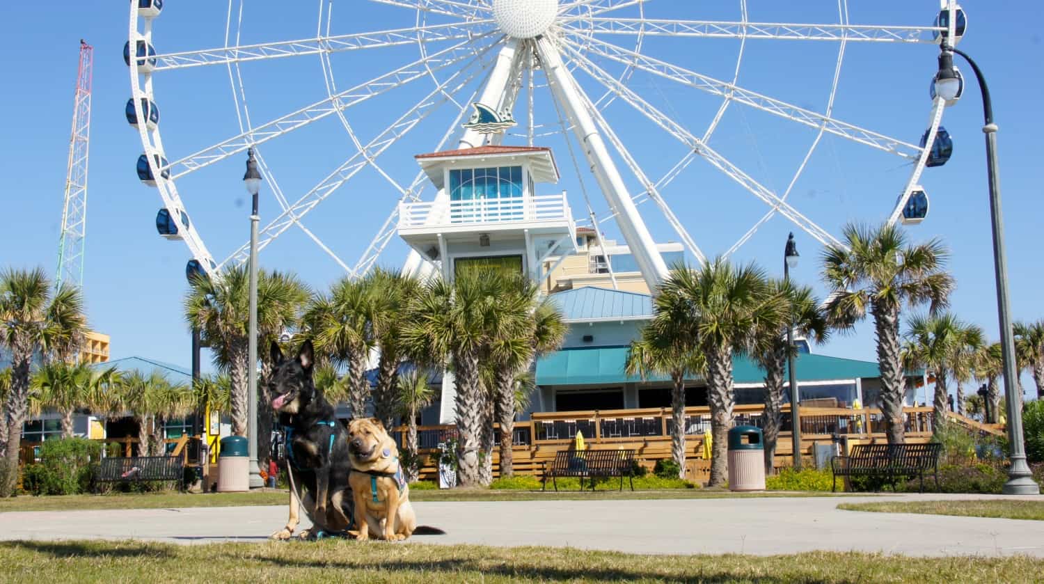 are dogs allowed on boardwalk in myrtle beach