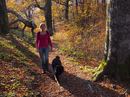 Exploring Ohio's Dog Friendly Hocking Hills State Park