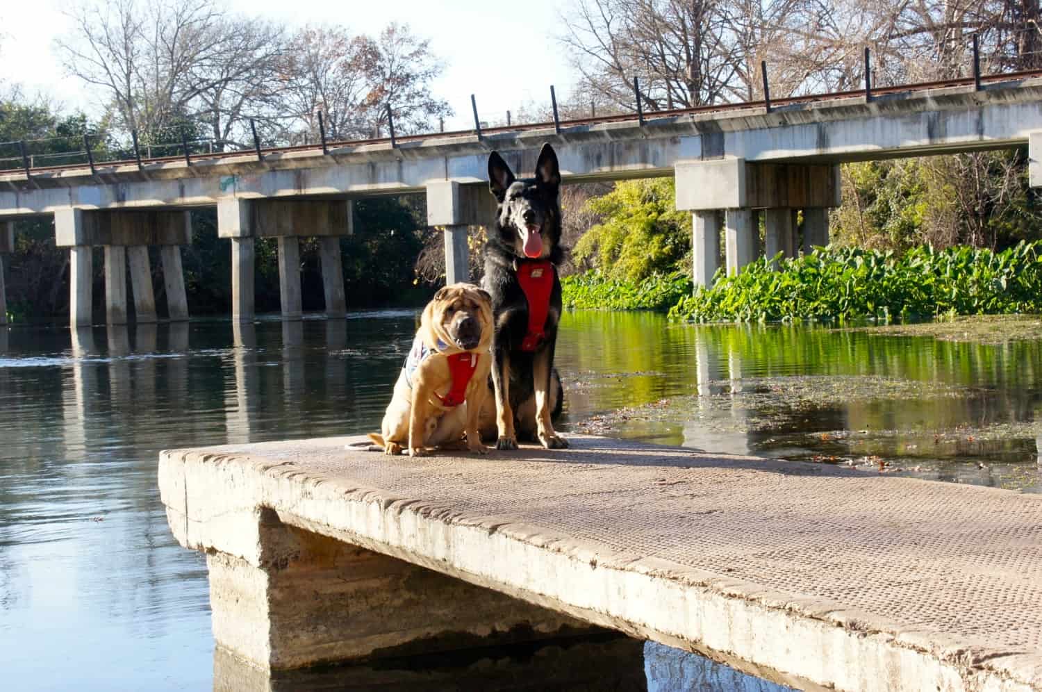 Pet Friendly Tour of Texas Hill Country