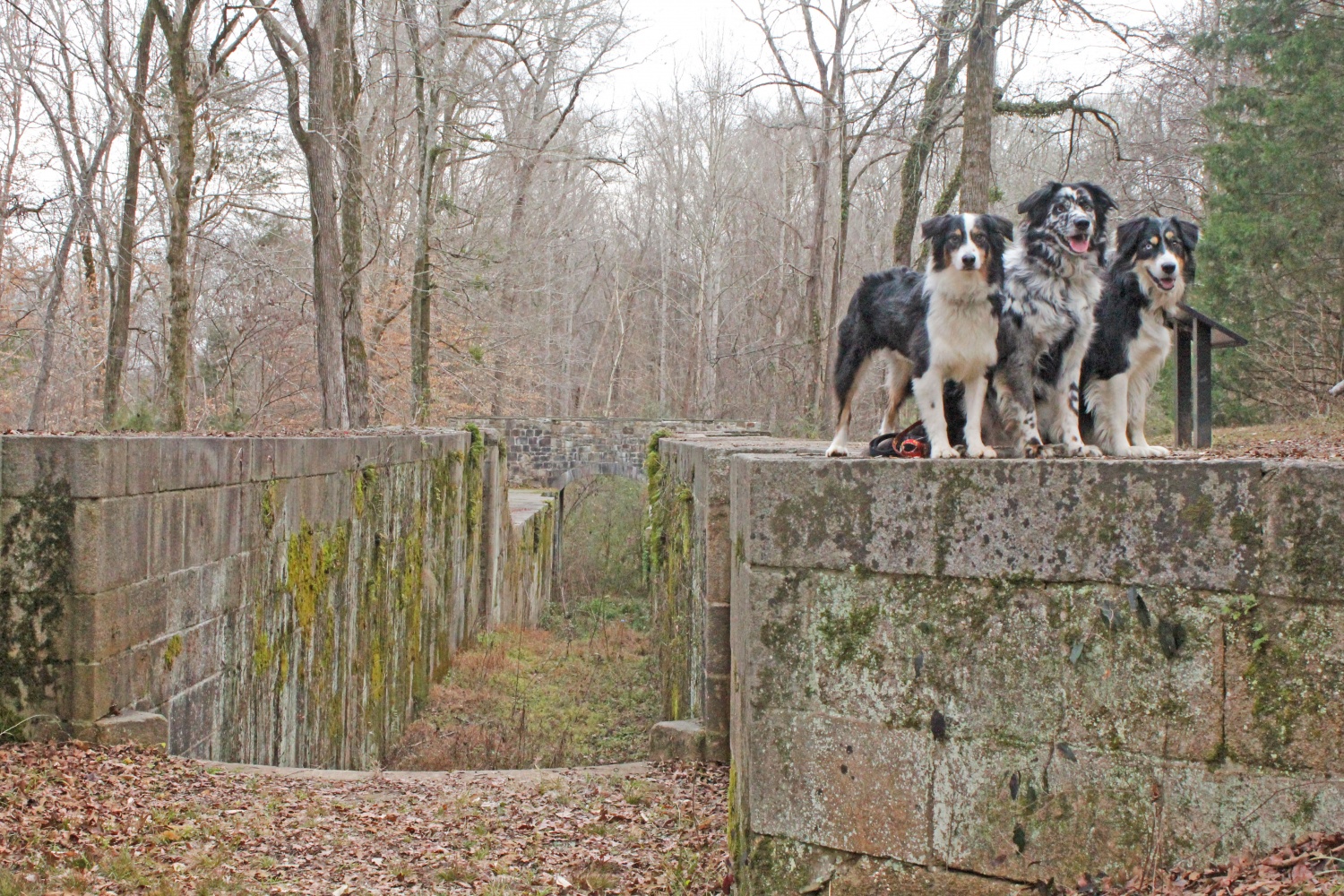 Dog Friendly Hike at Landsford Canal State Park