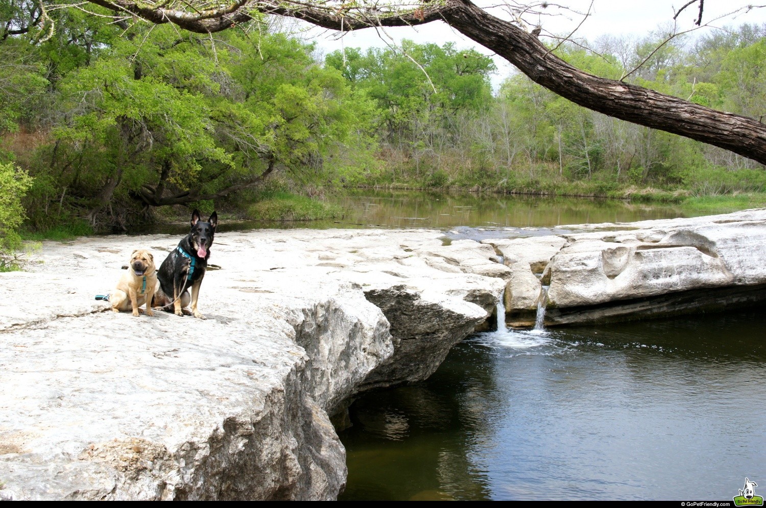 are dogs allowed in texas state parks