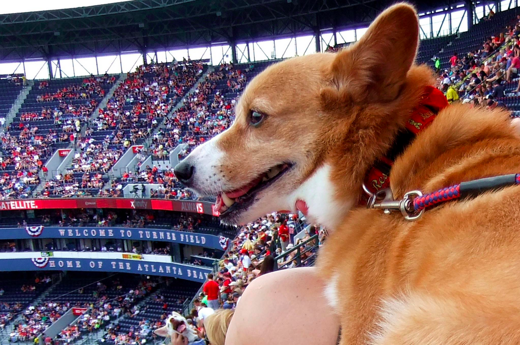MLB 2023 Dog Friendly Baseball Games