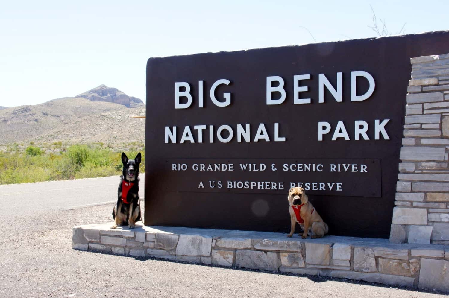 Exploring Big Bend National Park In Texas With Dogs