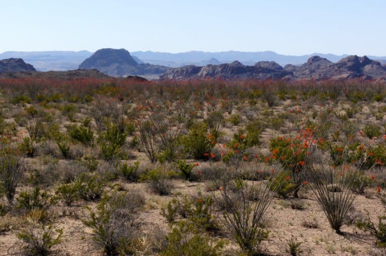 Exploring Big Bend, Texas With Dogs GoPetFriendly