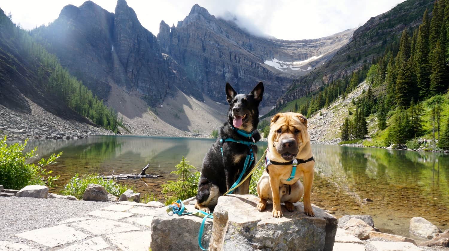 Ty and Buster from GoPetFriendly.com sitting on rocks at Lake Agnes near Lake Louise, AB, Canada