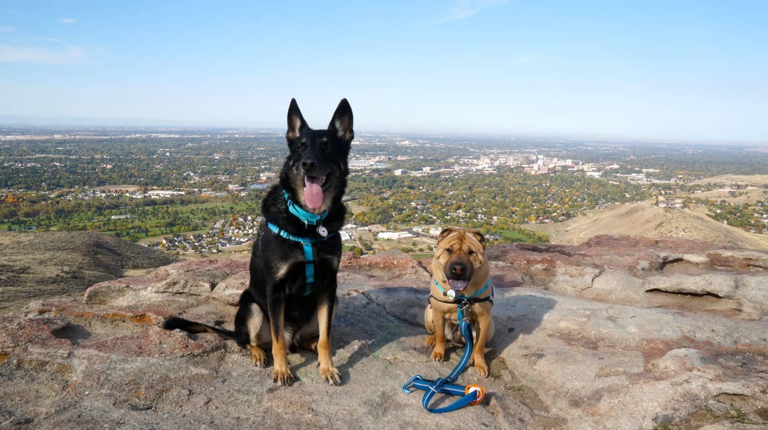 Dog Friendly Hiking in Boise: Table Rock