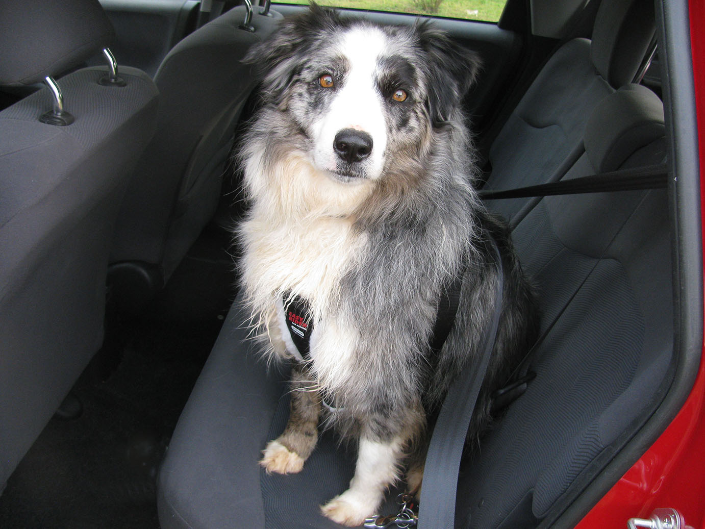 Daisy - Dog in Car