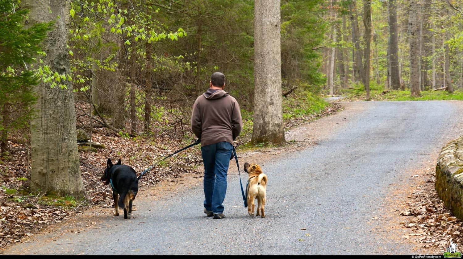 A Dog Friendly Walk in Nolde Forest