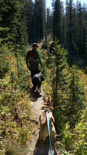 Discovering Dog Friendly Activities Near Grand Teton National Park