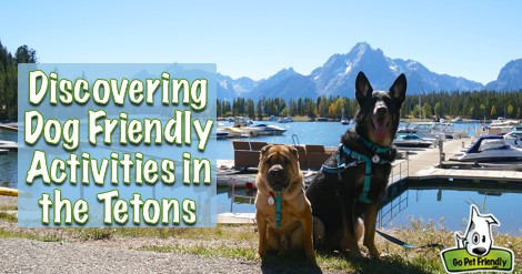 Discovering Dog Friendly Activities in the Tetons