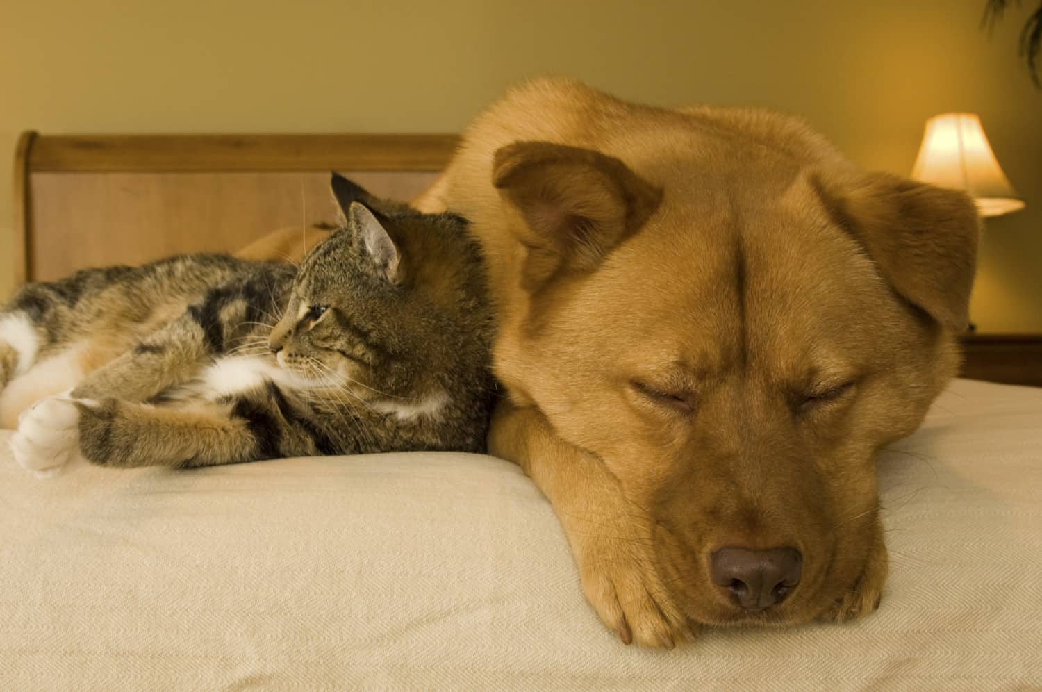 Cat and dog resting on bed in a pet friendly hotel