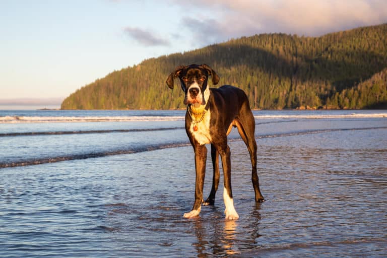 Vancouver's Top 5 Dog Friendly Things To Do | GoPetFriendly