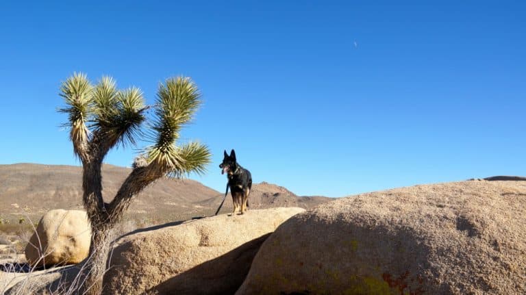 Top 10 Pet Friendly Things To Do in Palm Springs | GoPetFriendly