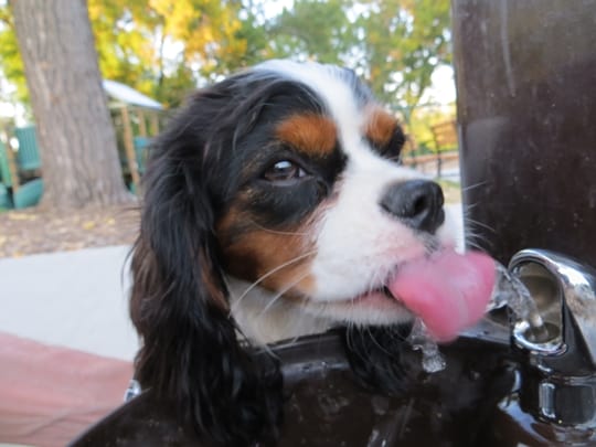 Rex drinking from a dog water fountain - Minneapolis, MN