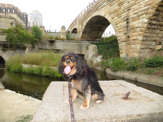 Dorian at Mill Ruins Park - Minneapolis, MN