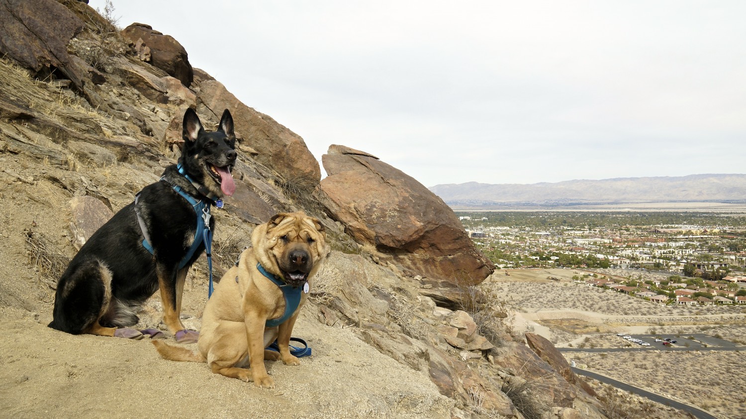 Top 10 Dog Friendly Things To Do in Palm Springs