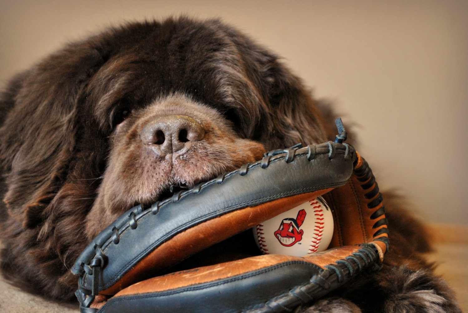 Dog-Friendly Major League Baseball Games in 2022