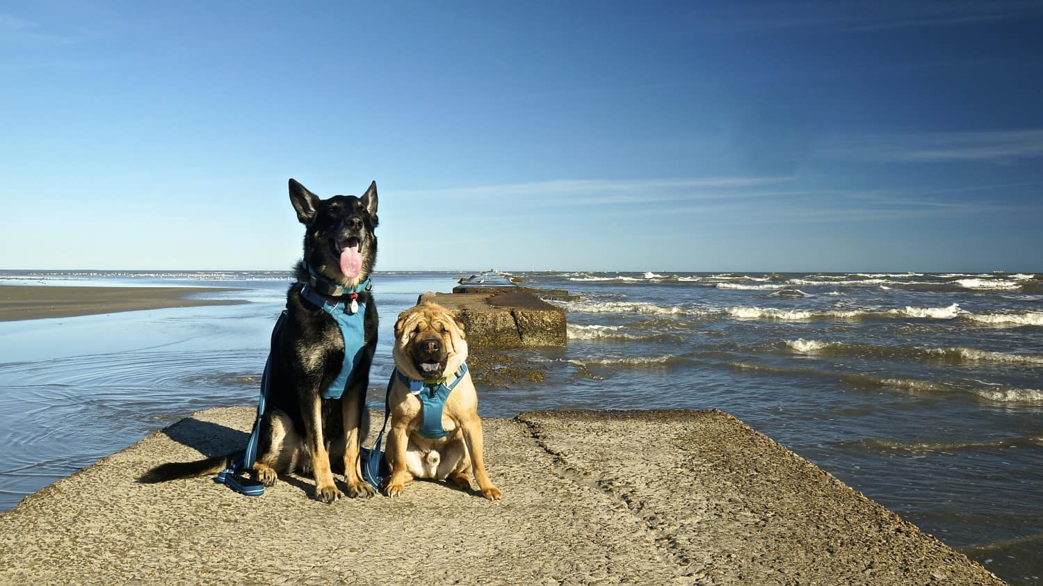Dog Friendly Beach Getaway in Galveston, Texas