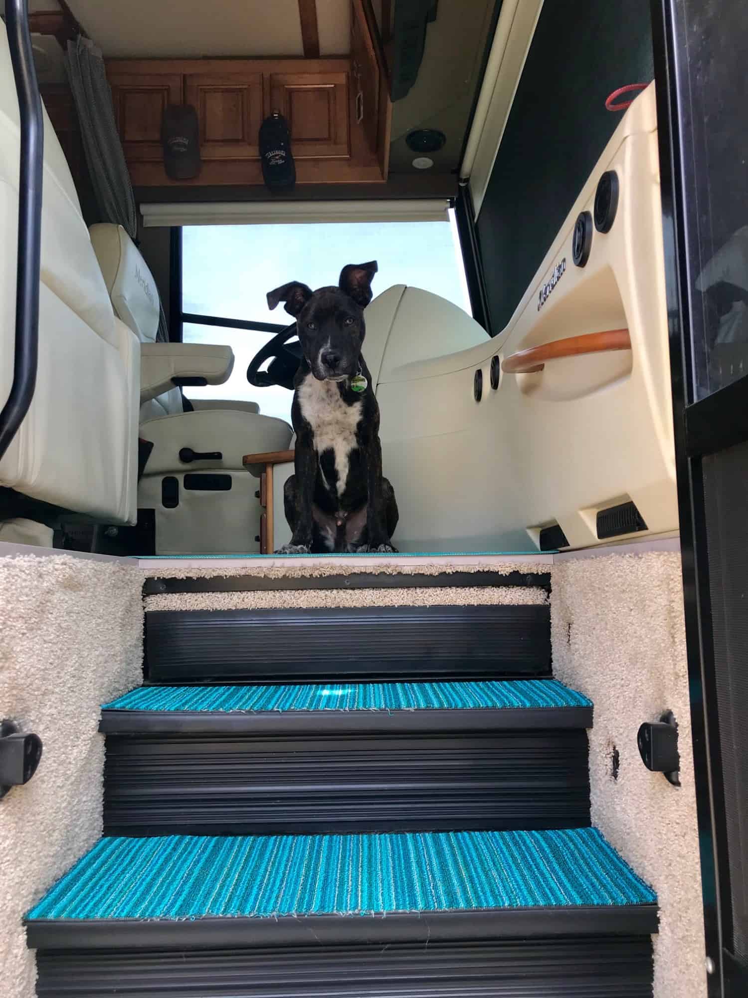 Brindle puppy sitting at the top of the stairs in a motorhome