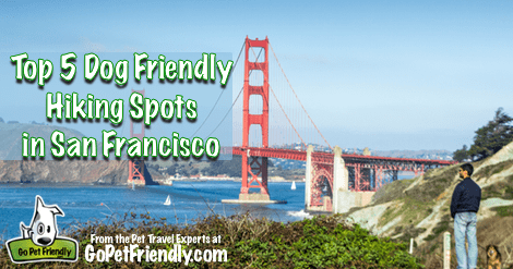Top 5 Dog Friendly Hiking Spots In San Francisco