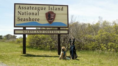 Dog Friendly Beach At Assateague Island National Seashore