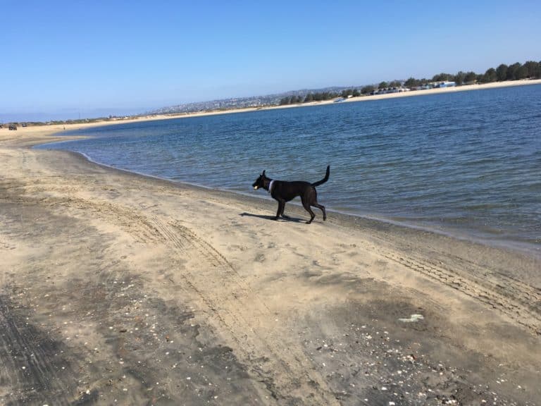 Top 10 Dog Friendly Things To Do In San Diego | GoPetFriendly