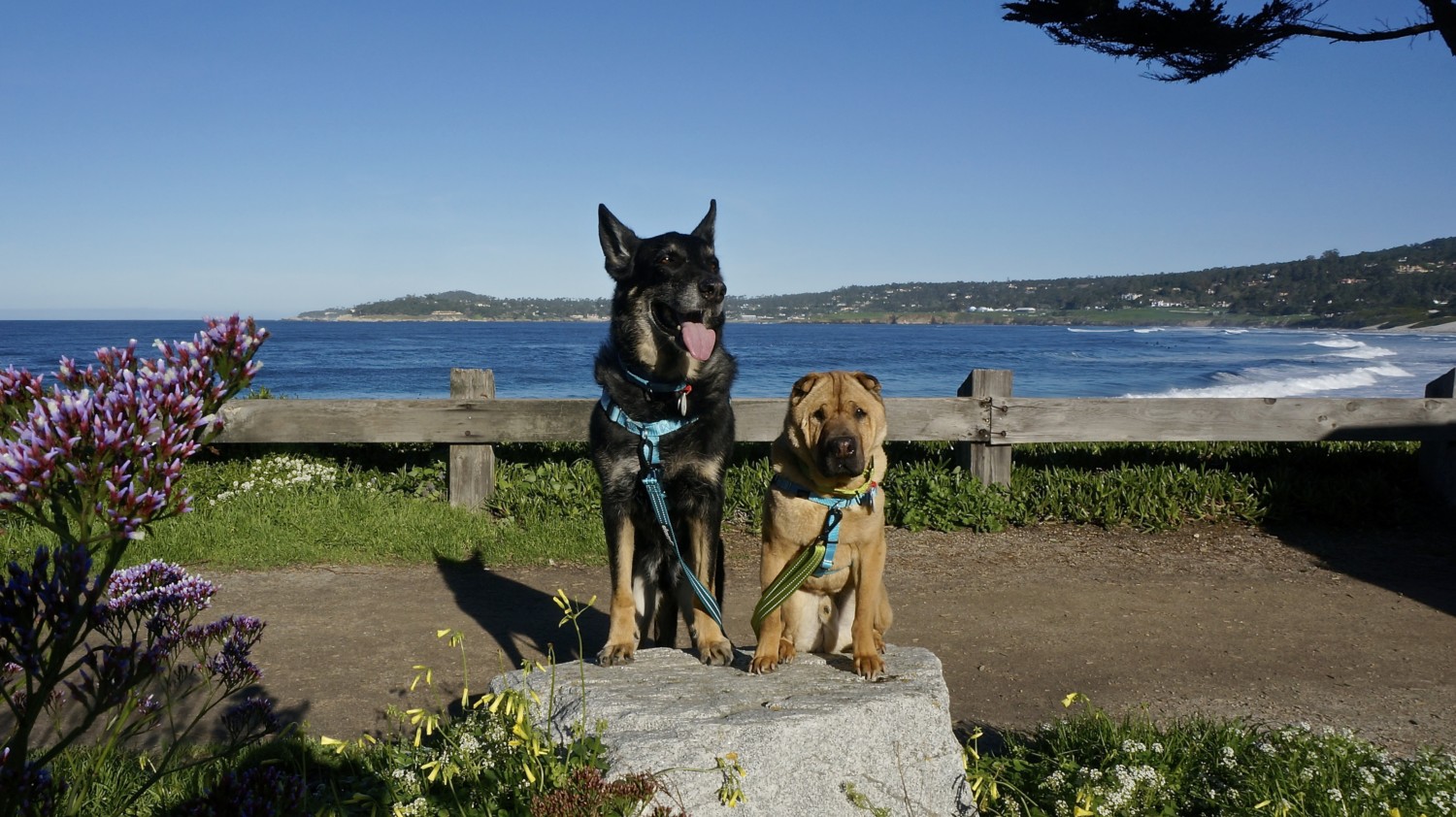 California's Top Pet Friendly Attraction: Carmel Beach