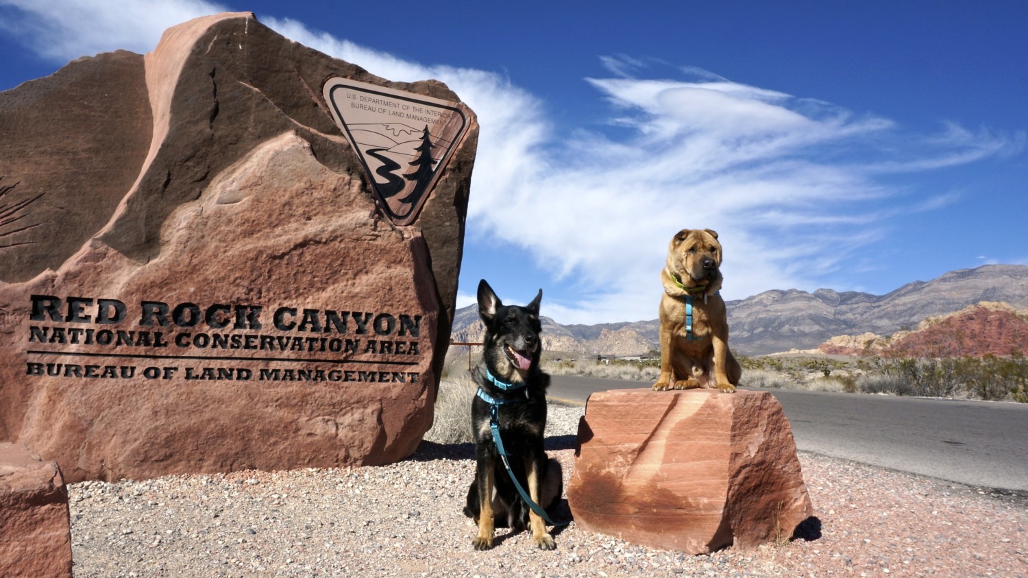 Nevada's Top Pet Friendly Attraction: Red Rock Canyon