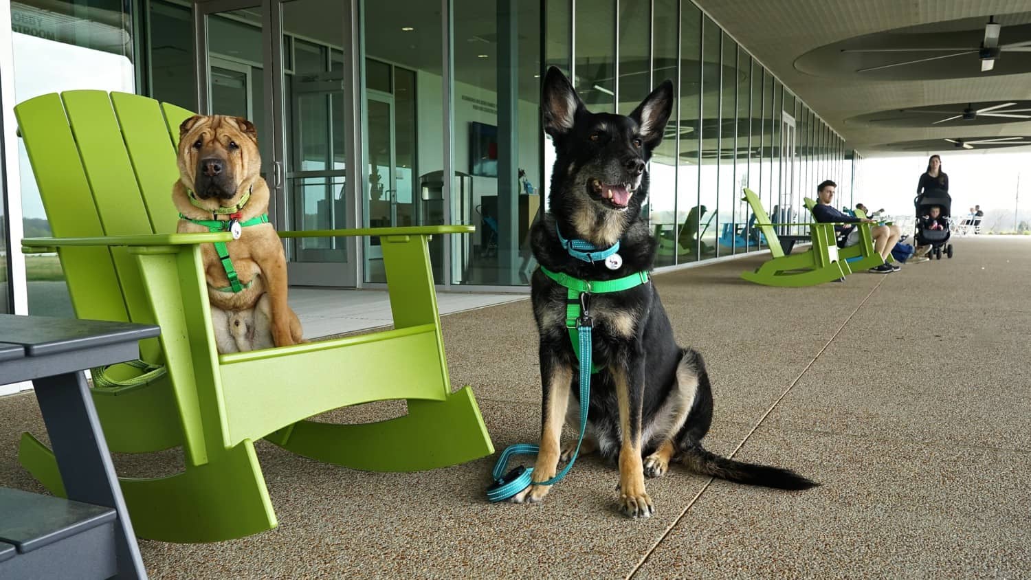 Tennessee's Top Pet Friendly Attraction: Shelby Farms Park