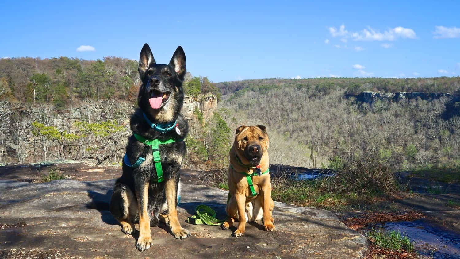 Alabama's Top Pet Friendly Attraction: Little River Canyon