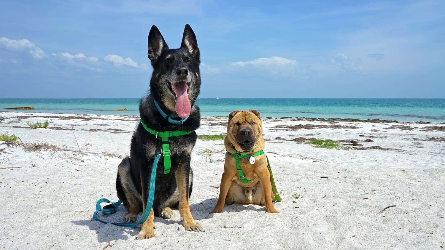 Florida's Top Pet Friendly Attraction: Fort De Soto Park and Dog Beach