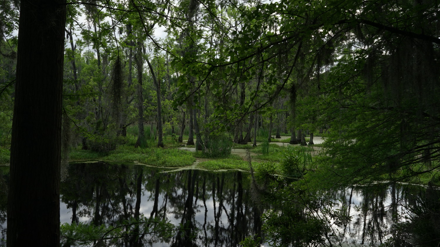 South Carolina's Top Pet Friendly Attraction: Magnolia Plantation & Gardens