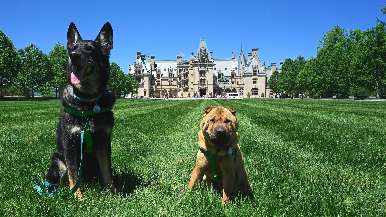 Visiting Biltmore With Dogs + More To Do In Asheville, NC
