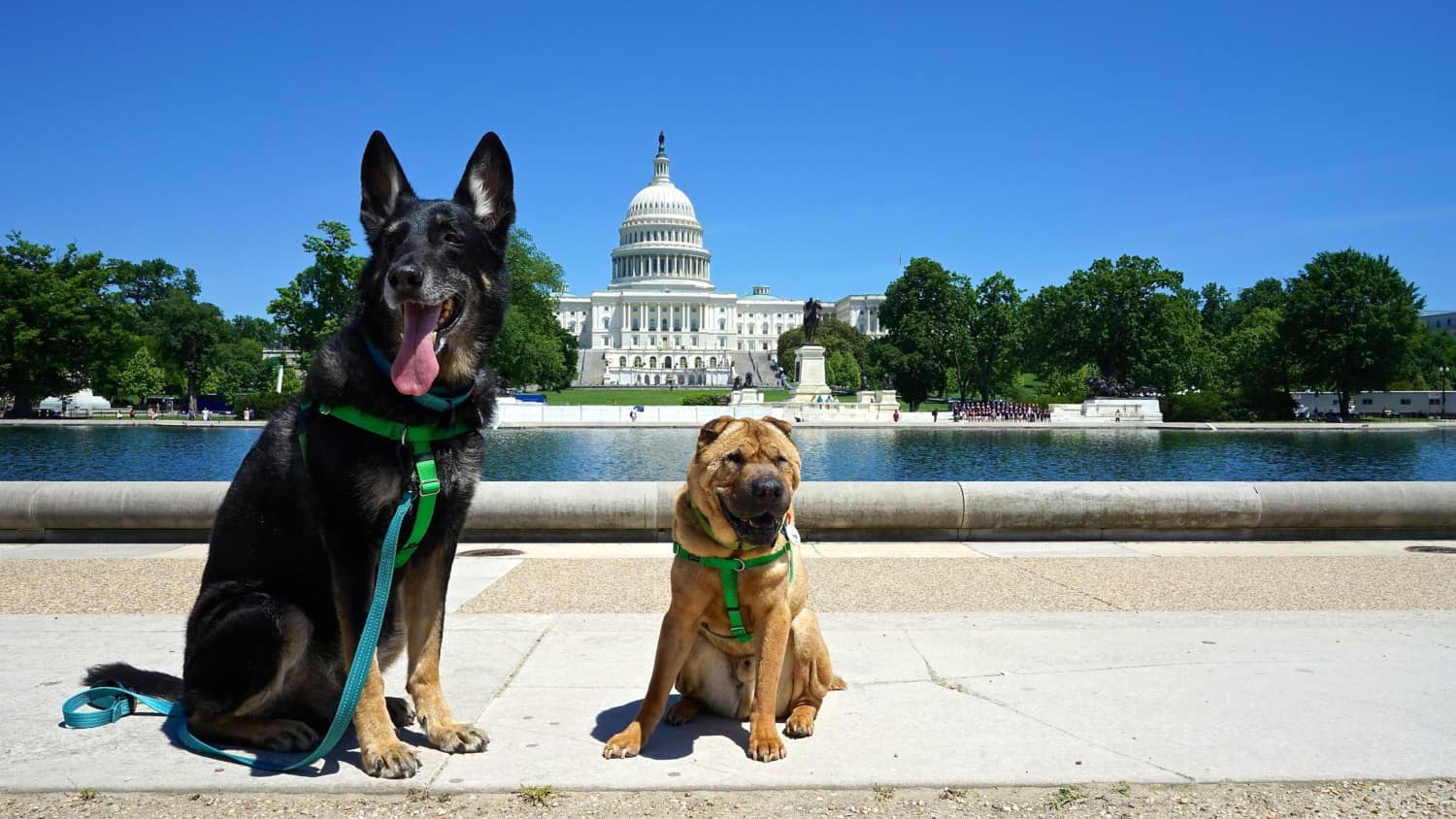 Visiting Washington, DC's National Mall With Dogs