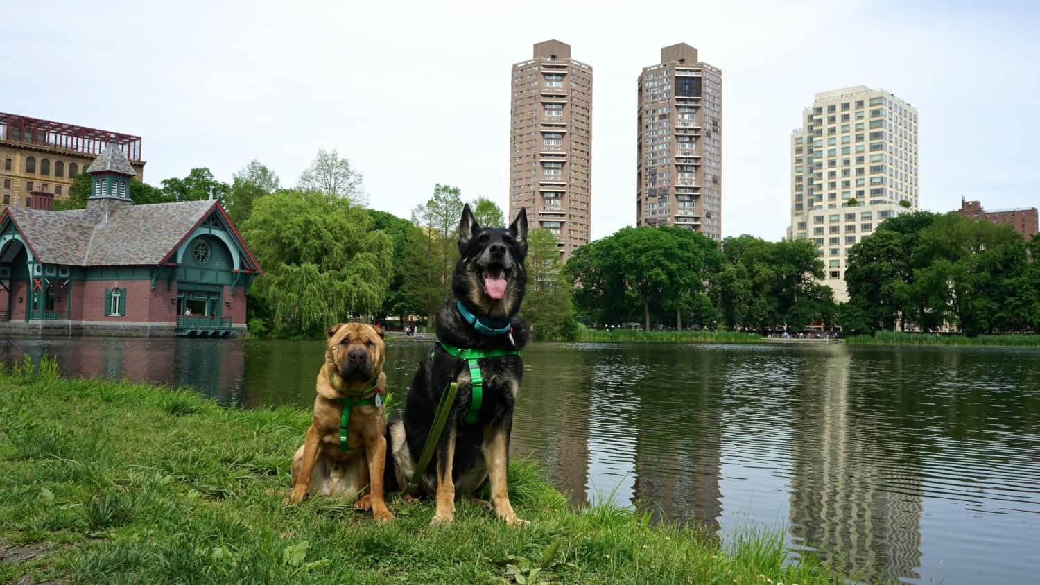 New York: Visiting Central Park With Dogs