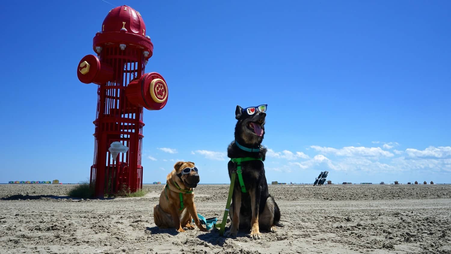 New Jersey's Top Pet Friendly Attraction: Wildwood Dog Beach