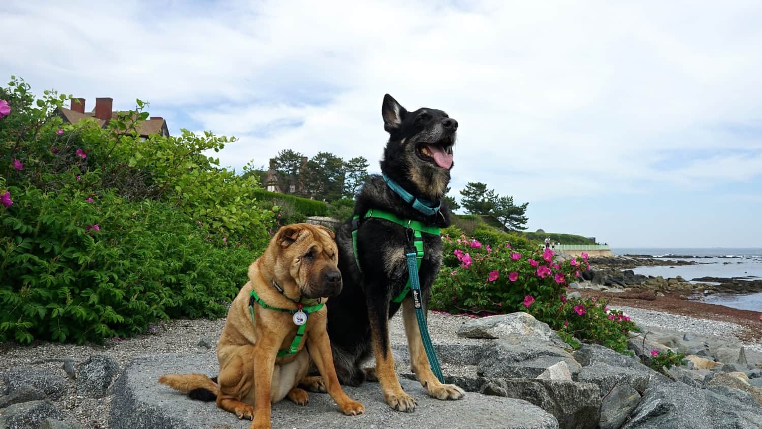 Rhode Island's Top Pet Friendly Attraction: Newport Cliff Walk