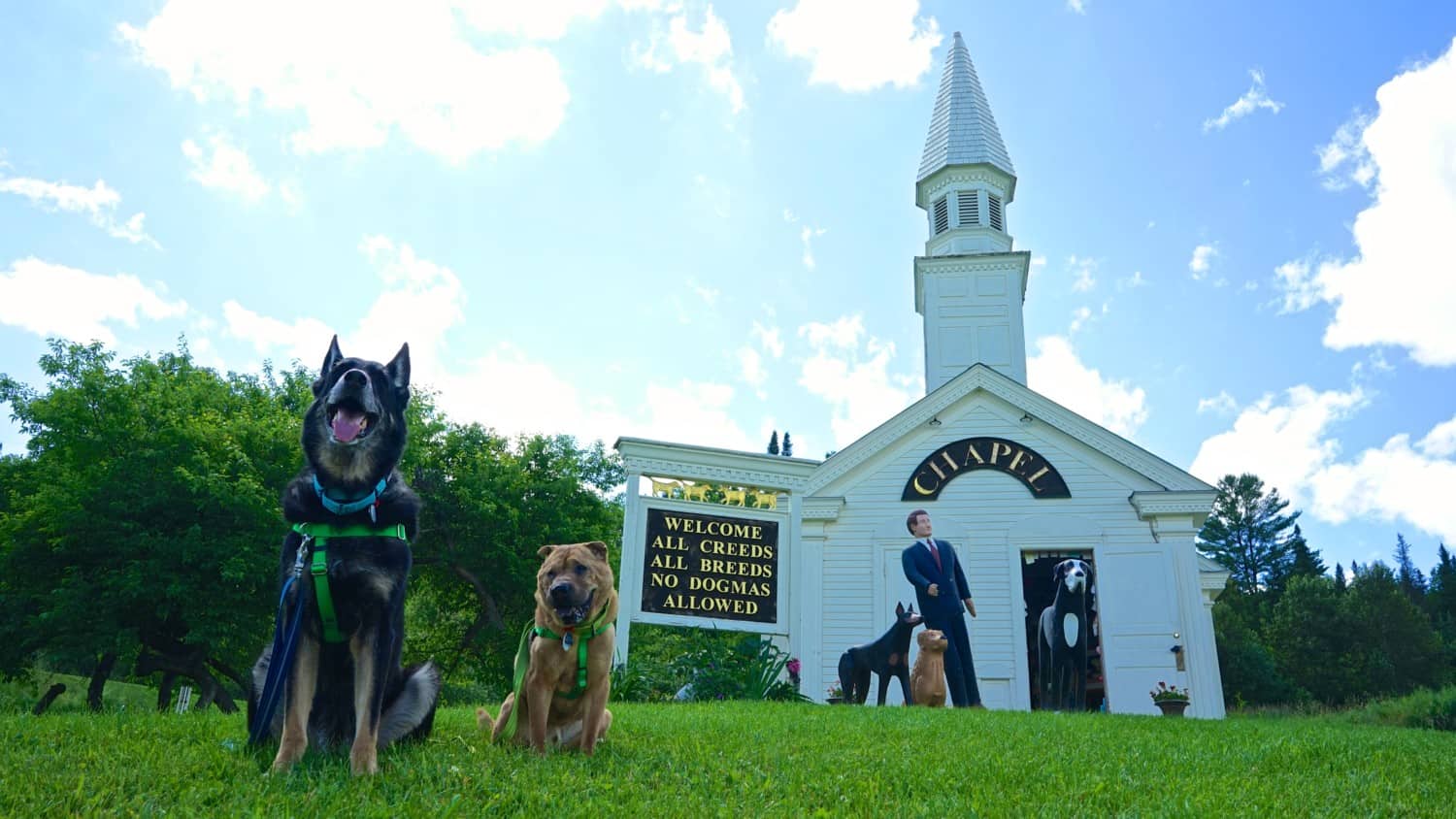 Vermont's Top Pet Friendly Attraction: Dog Mountain