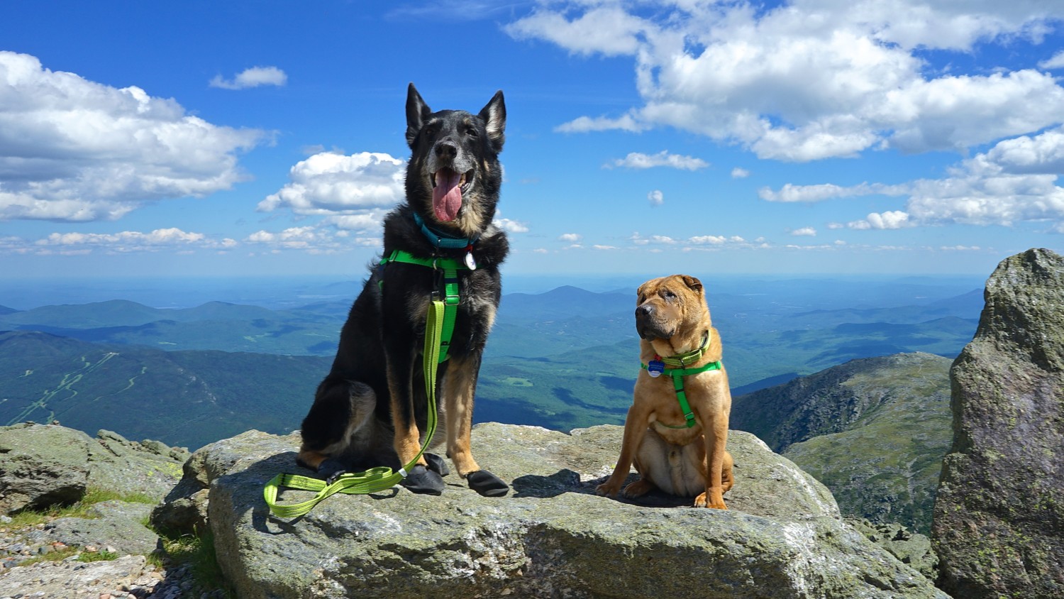 New Hampshire's Top Pet Friendly Attraction: Mount Washington