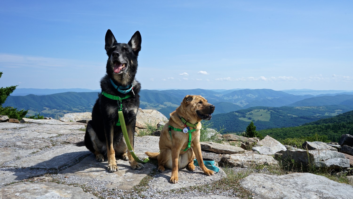 West Virginia's Top Pet Friendly Attraction: The Monongahela National Forest