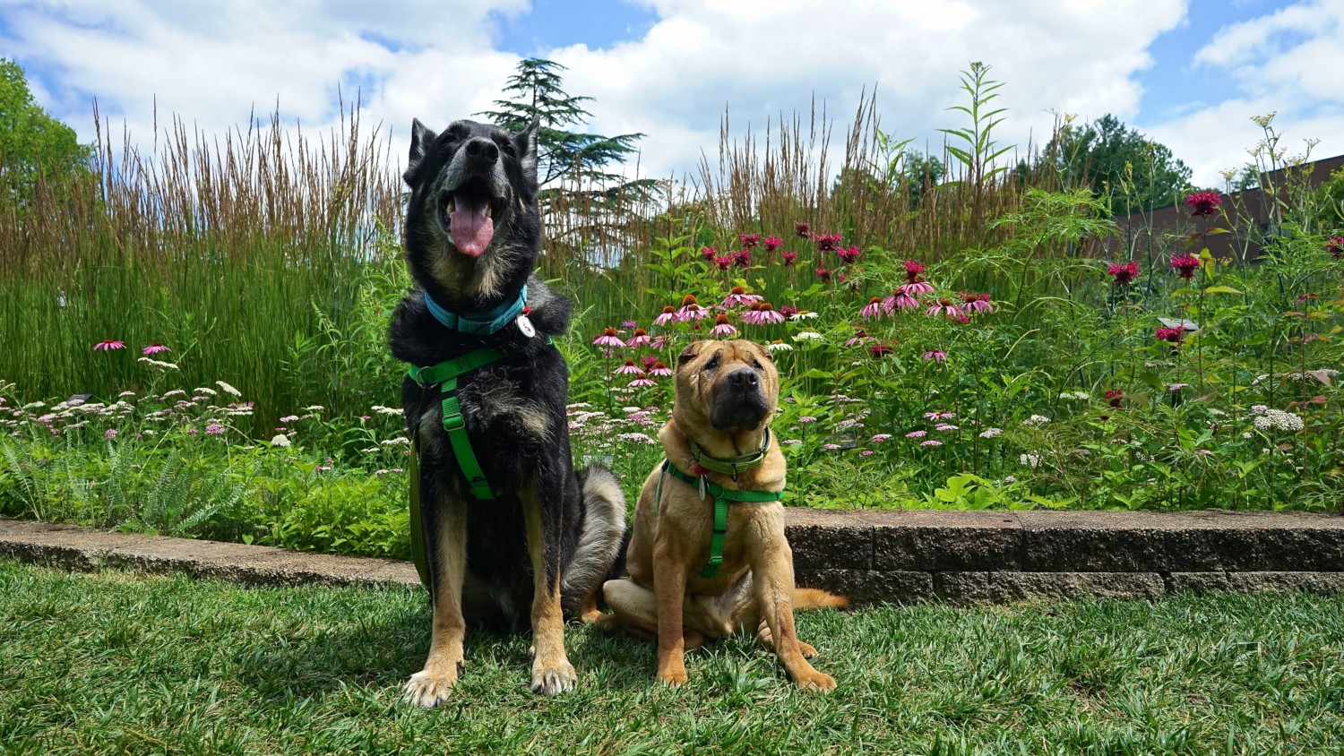 Ohio's Top Pet Friendly Attraction: Holden Arboretum
