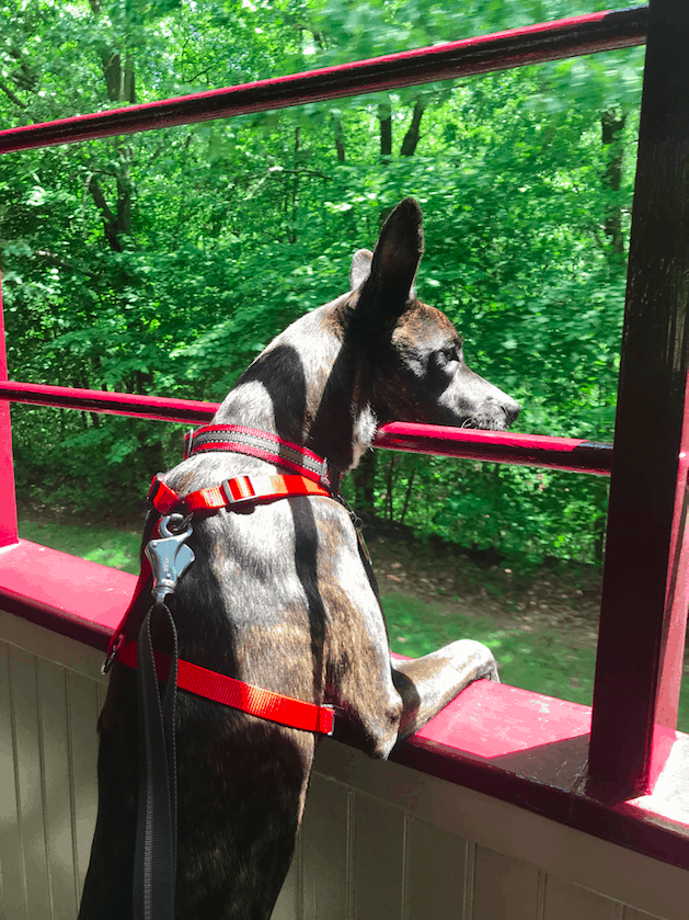 Brindle dog in a red harness on the Leigh Gorge Scenic Railway in Jim Thorpe, PA